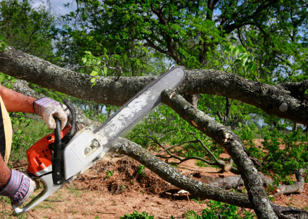 Best Palm Tree Trimming  in Mount Jackson, VA